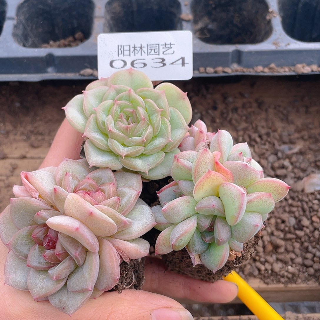 多肉植物多肉植物634