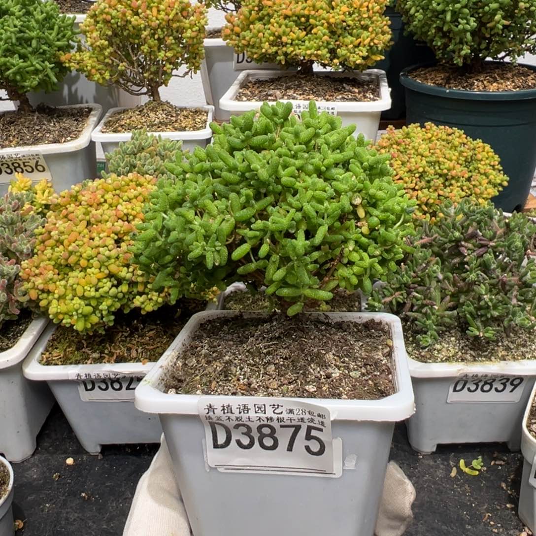 d3875金桔糖球枝干蘑菇头