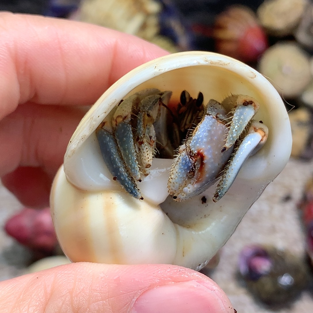 2.2口径奔跑的寄居蟹17号