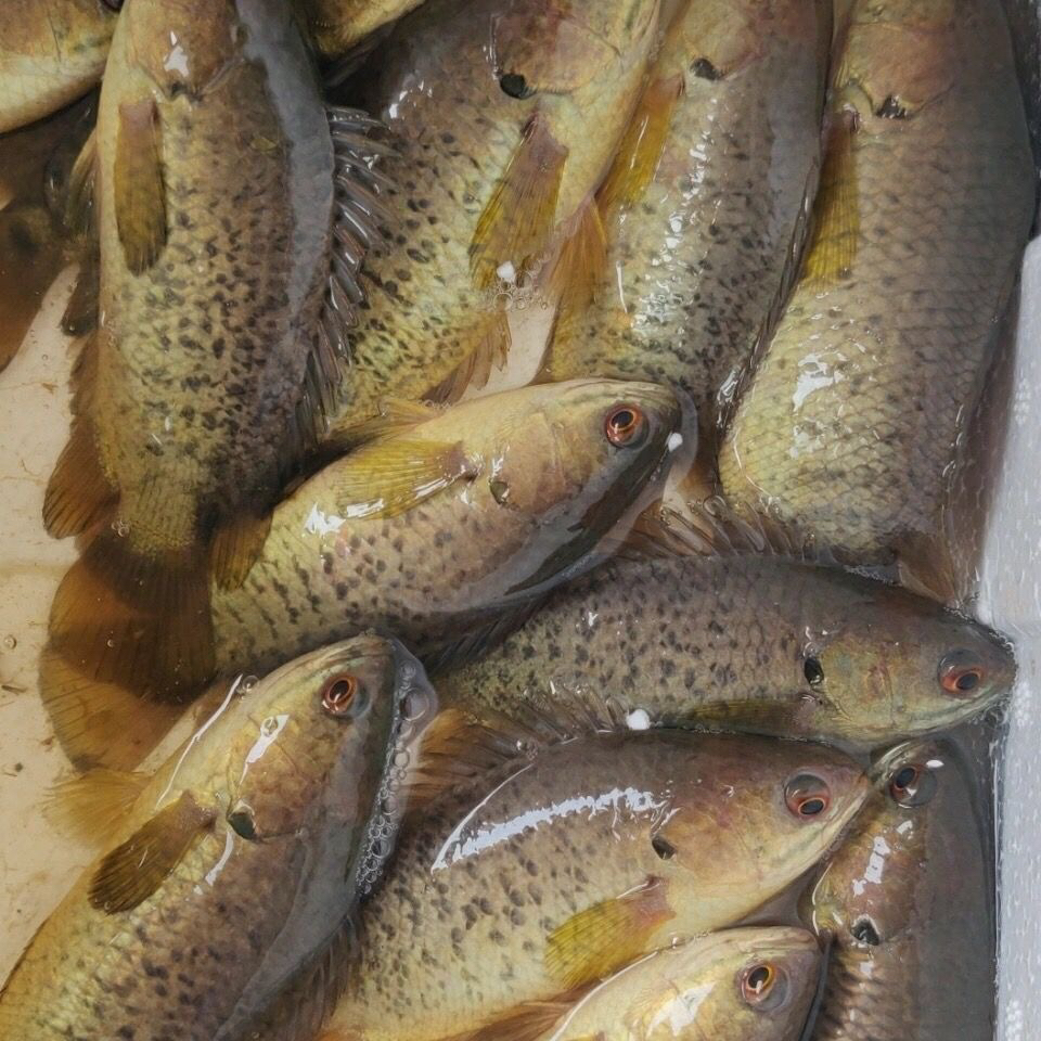 原生攀鲈鱼过山鲫龟壳鱼海巴毛广西兵器淡水鱼热带冷水鱼观赏鱼