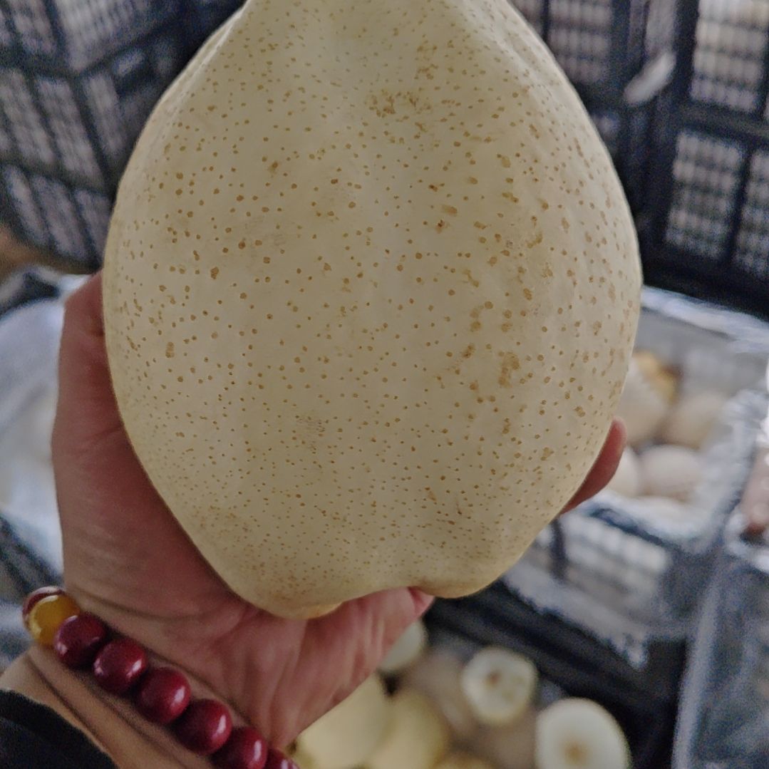 酥梨超大果，单个1.7斤以上，一箱四个