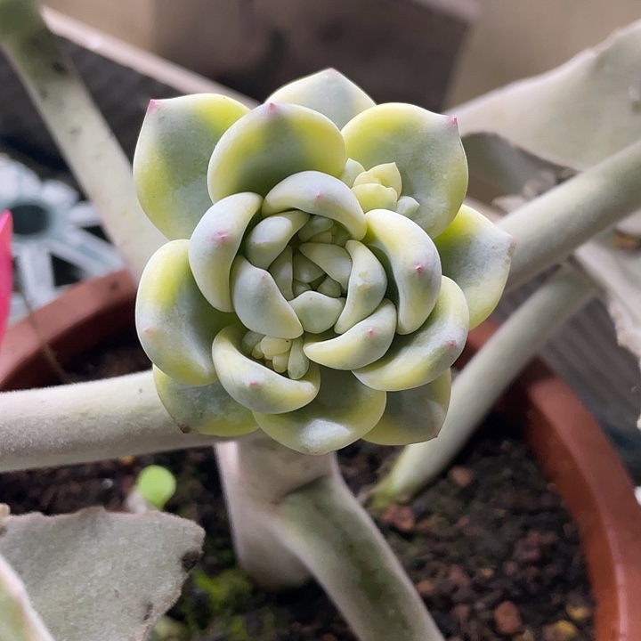 望舒锦一物一拍锦龙