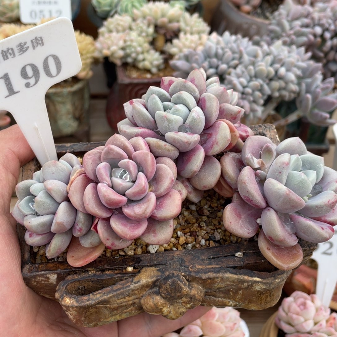 0190白鹭不带盆14厘米