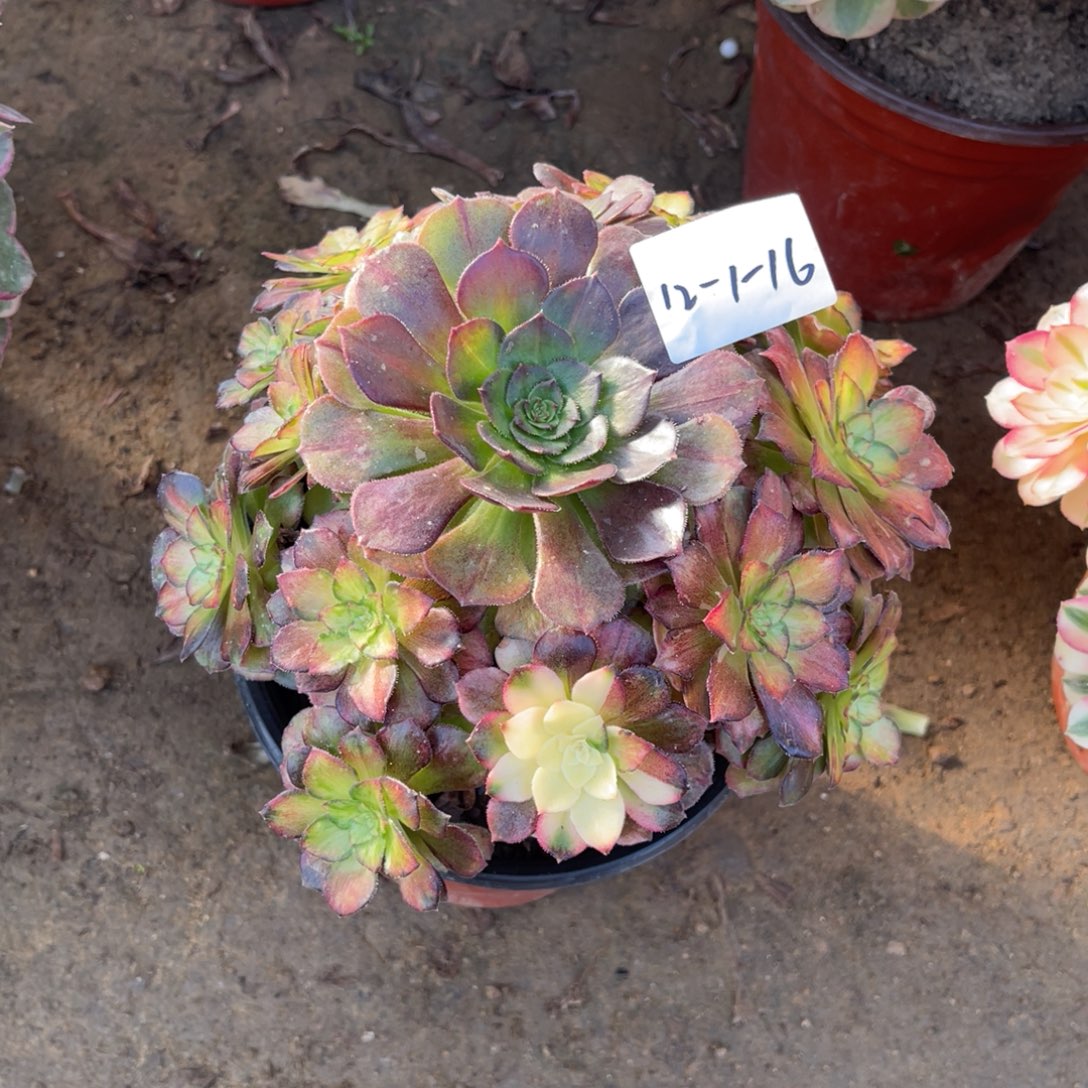 12-1-16龙鳞法师锦