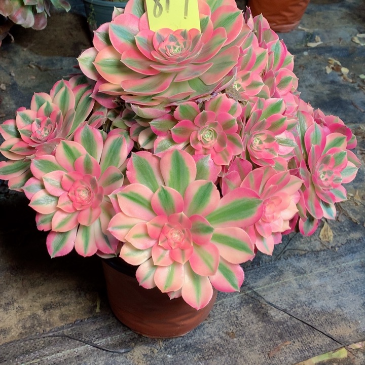 817粉女巫多肉111111