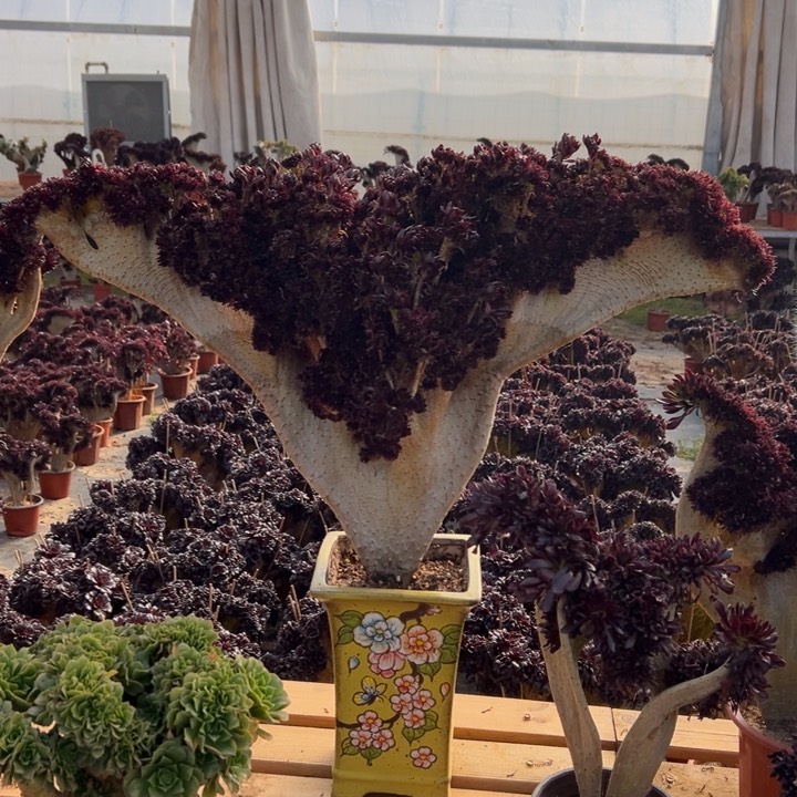 黑法师大板 宽80 公分多肉植物