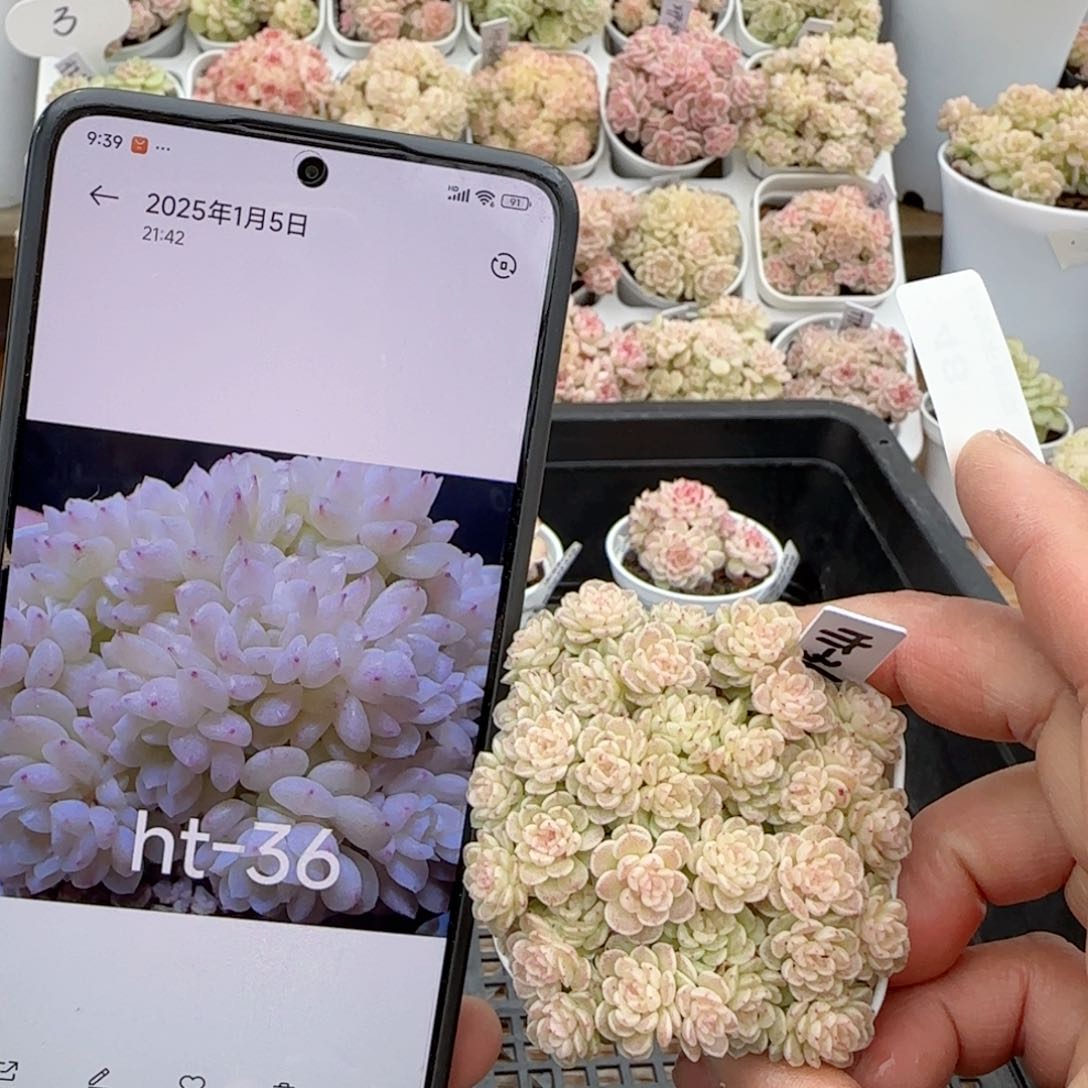 【闪购商品】0204-48（ht-36）