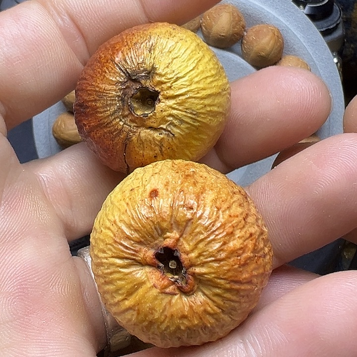 凤眼菩提吊坠凤眼干果60个