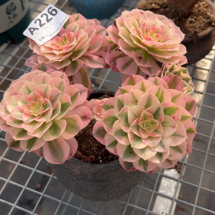 226倾城朵朵朵小精品15厘米左右