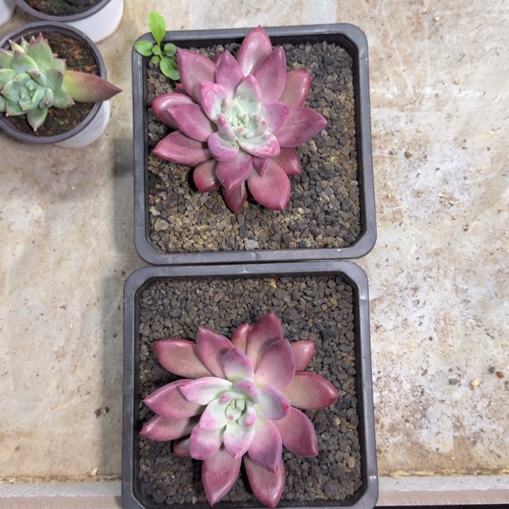 知音 单头 2颗 一物一拍