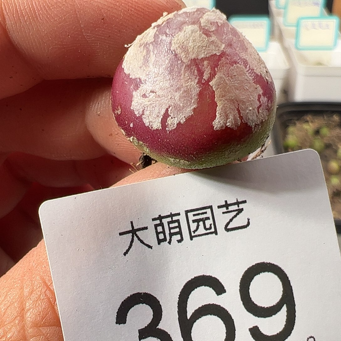 0000369 一物一拍……