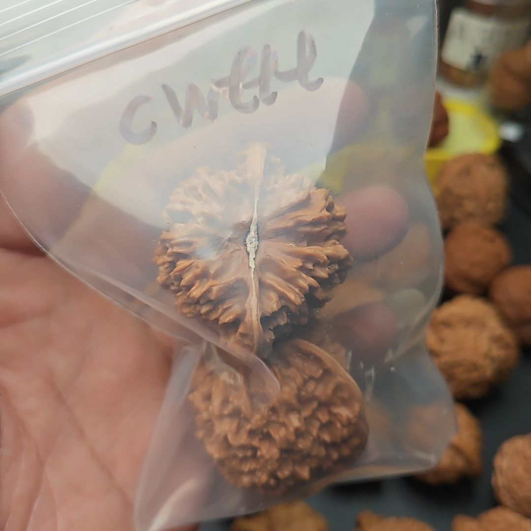 桃核把件c***t满天星狮子头全品