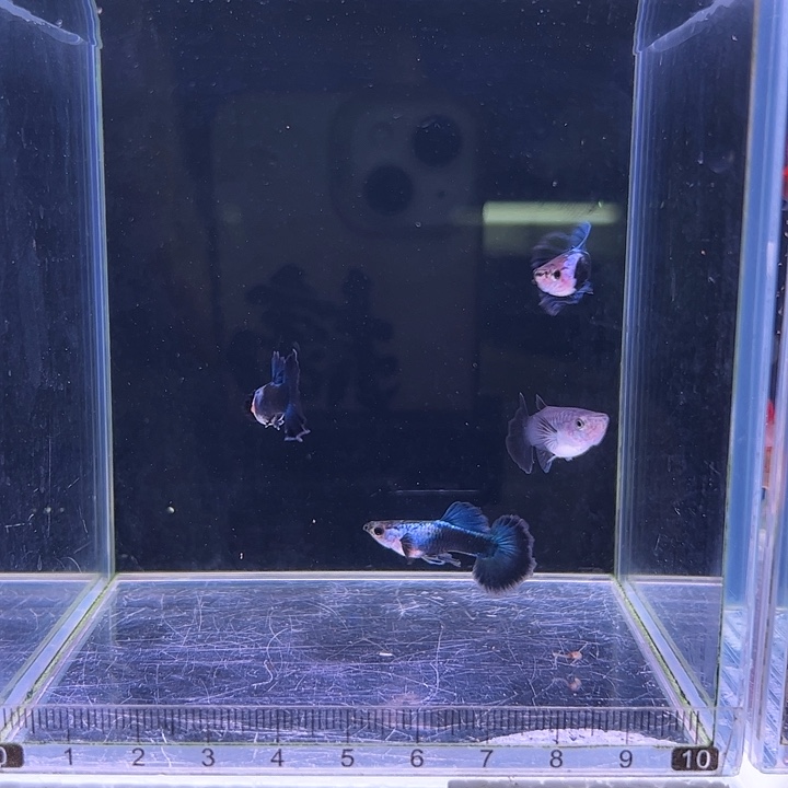 孔雀鱼艾尔银蓝礼服半月尾5对