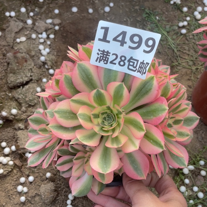 1499女巫多肉一号棚A