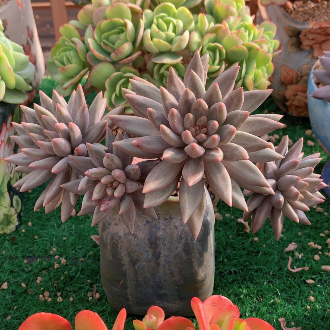 水晶球16 公分一物一拍