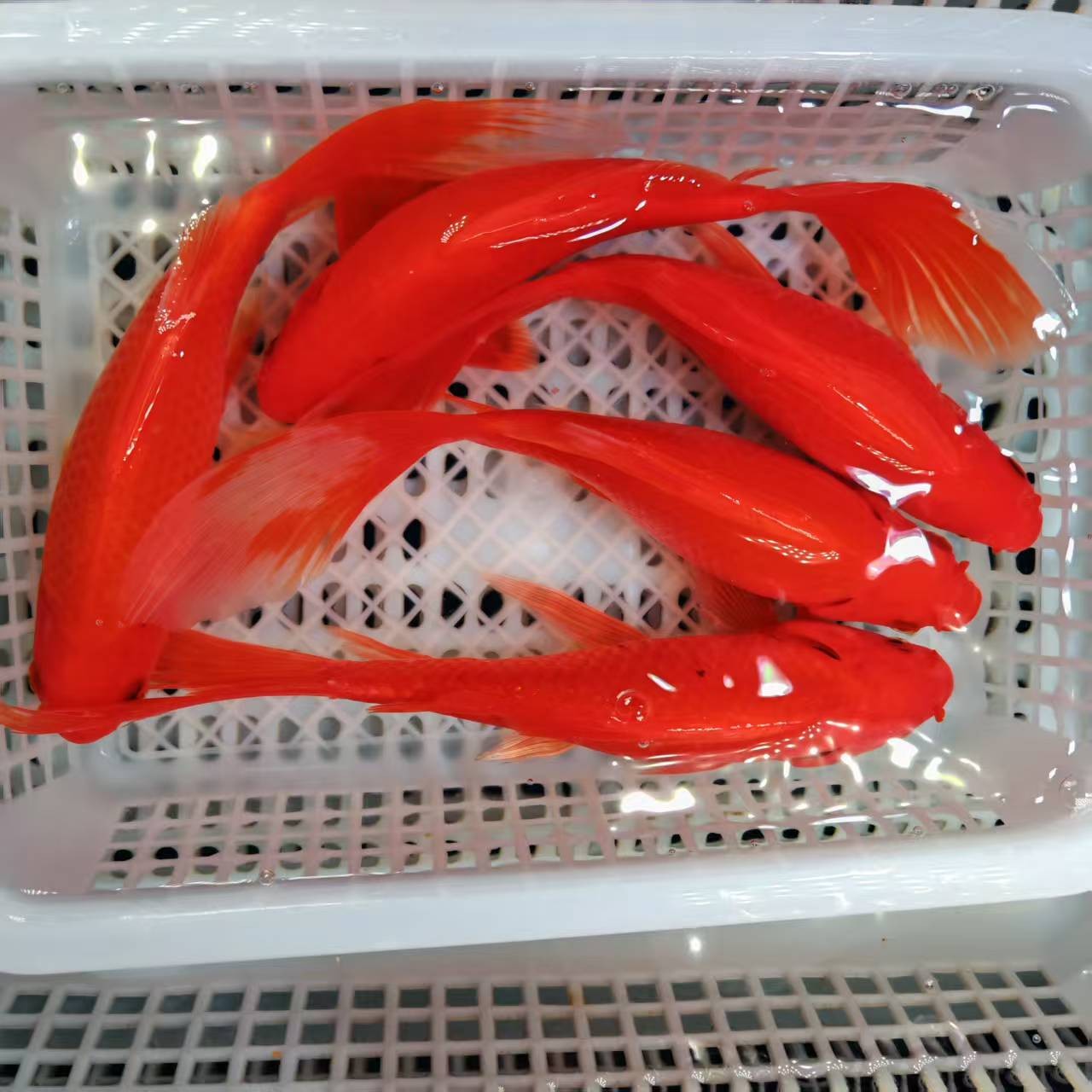（红红火火）5条 红色 观赏鱼好冷水鱼冬天养12-16厘米