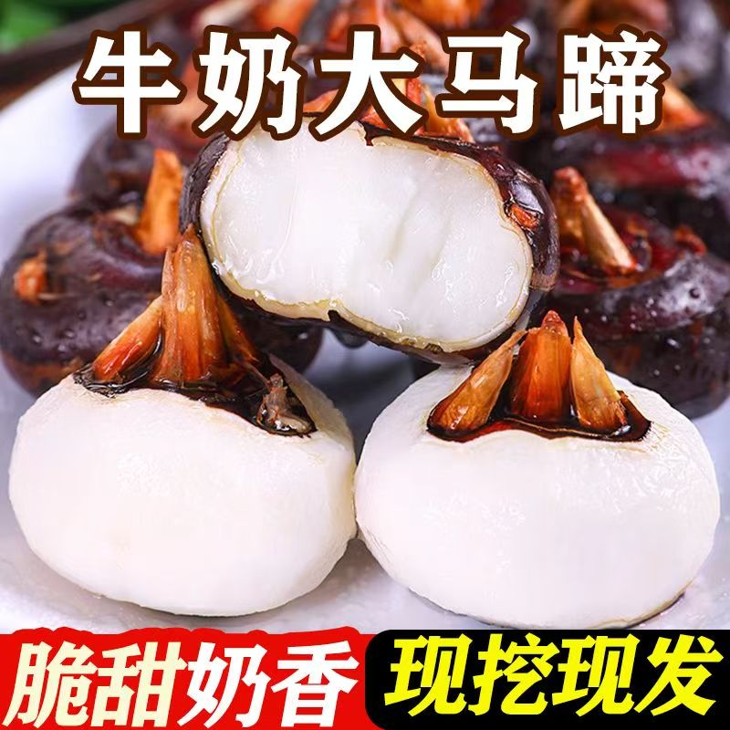 农家新鲜马蹄荸荠现挖清甜脆口带泥中大果