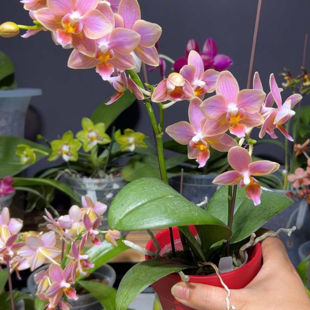 C****大部分花苞少量开放