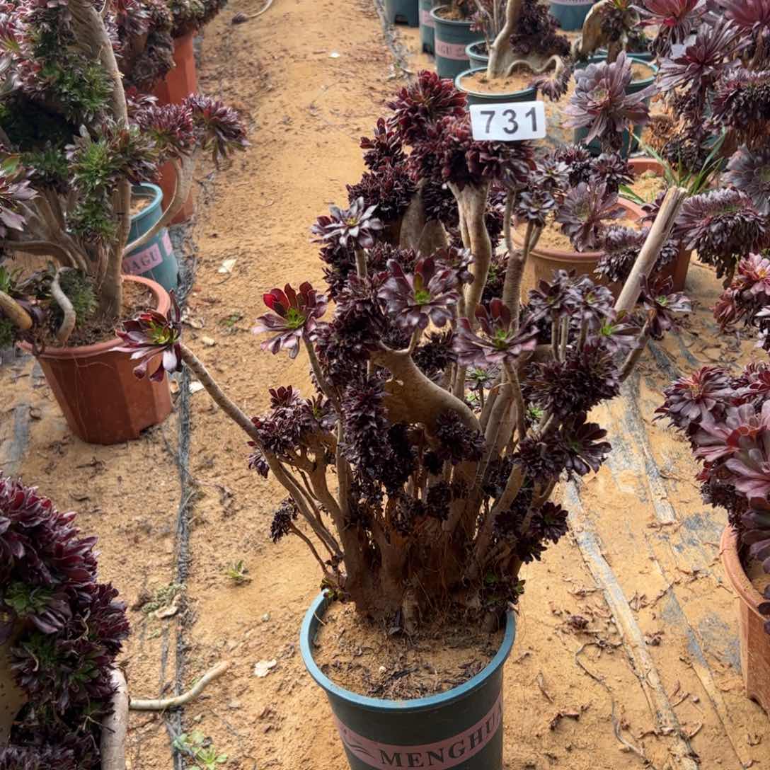 有伤黑缀731高40