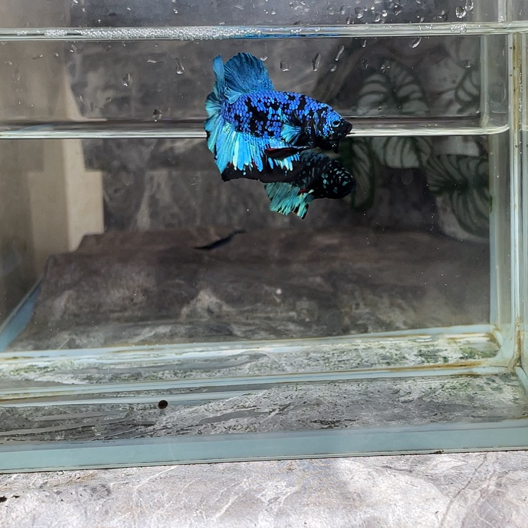 斗鱼育平斗鱼泰国斗鱼