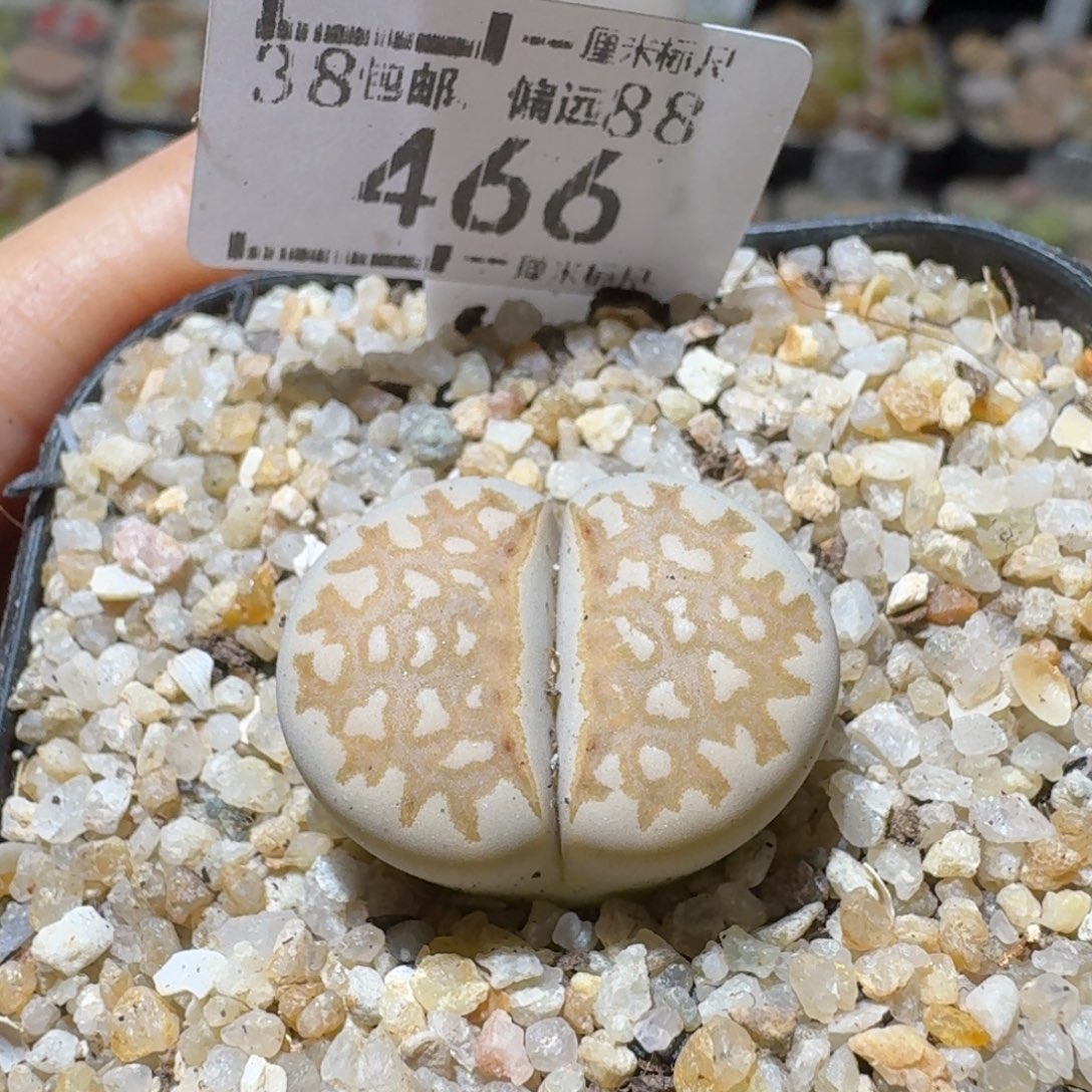 Ssss便宜清仓价466