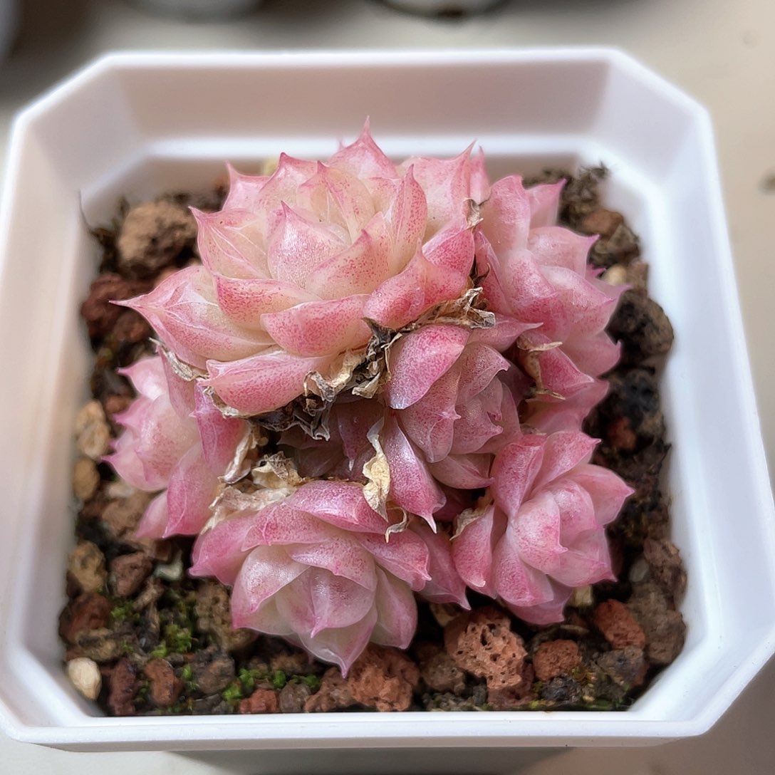 优选潘多拉福利8195