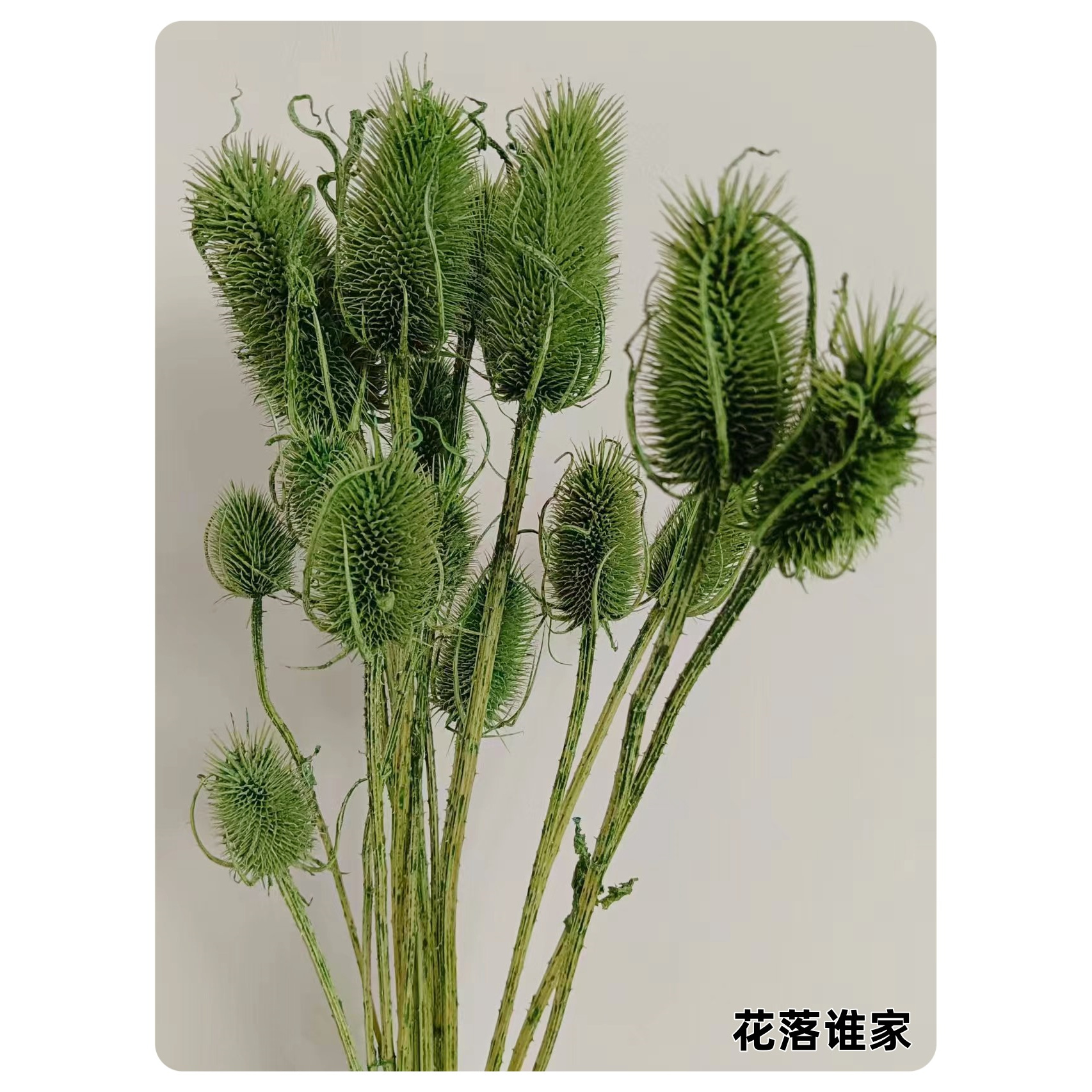 【发财果】品质永生花家居装饰发财果客厅插花商务插花花材