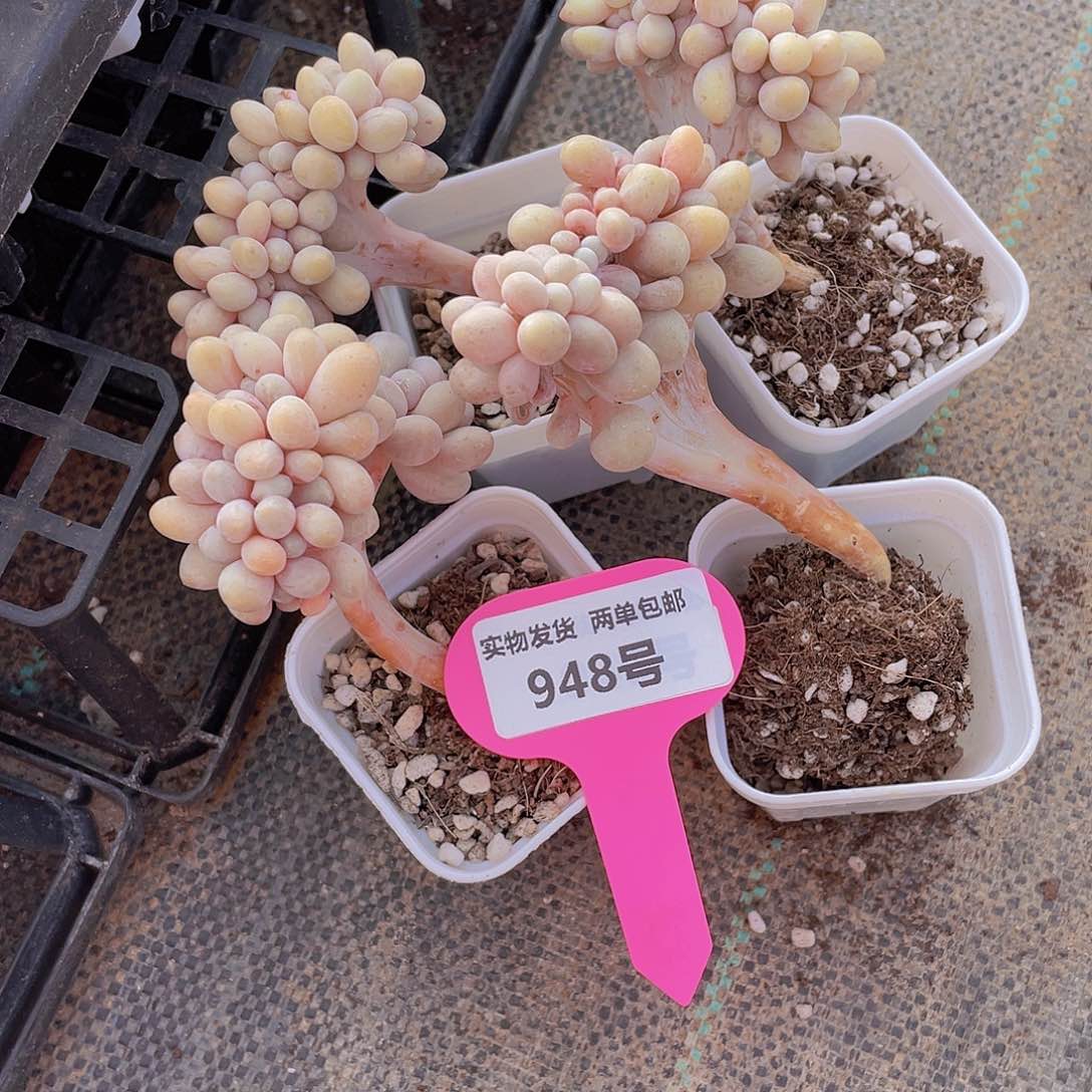 948号 带板子汤圆缀化一个