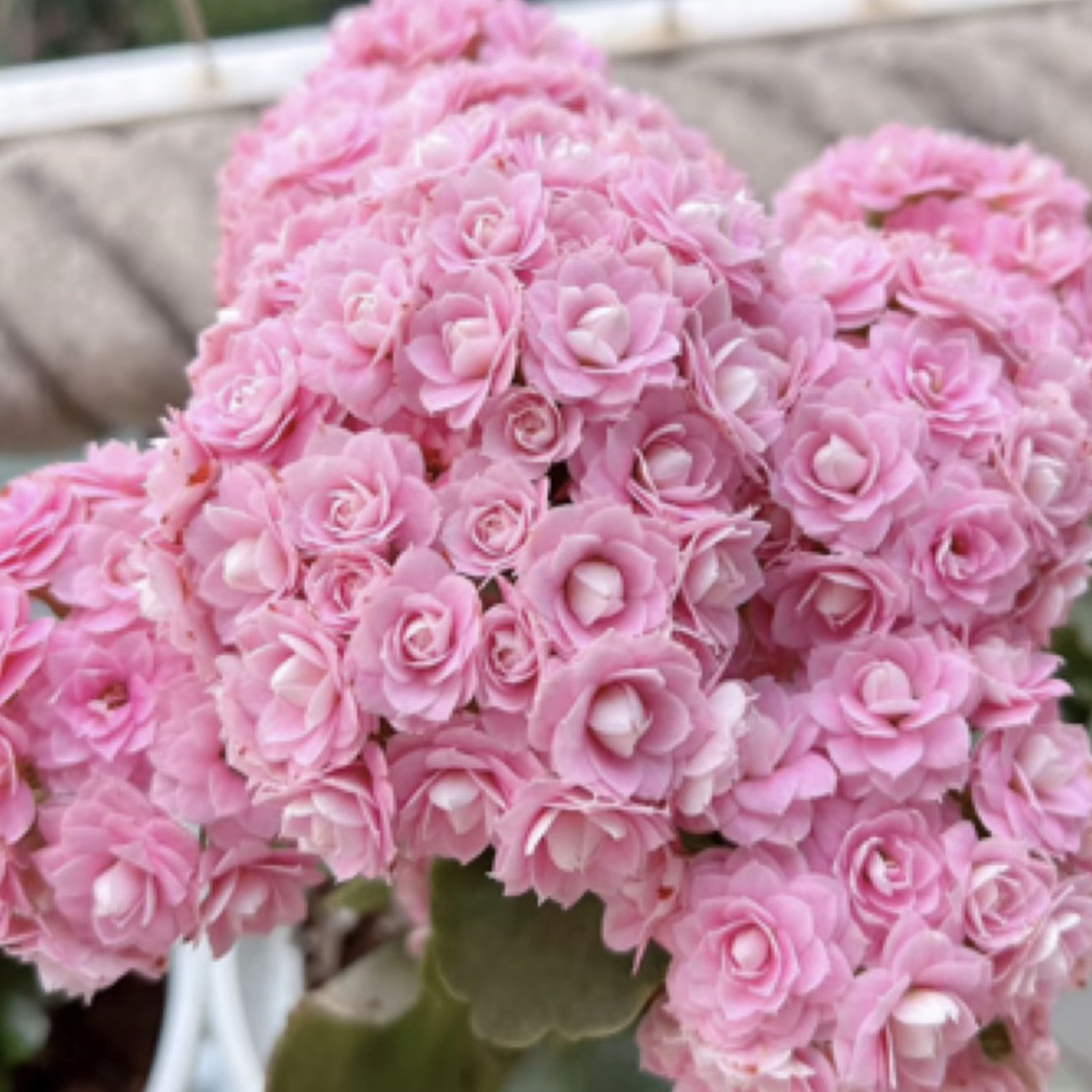 （朱丽叶）110盆一代种苗长寿   稀有粉色品种 