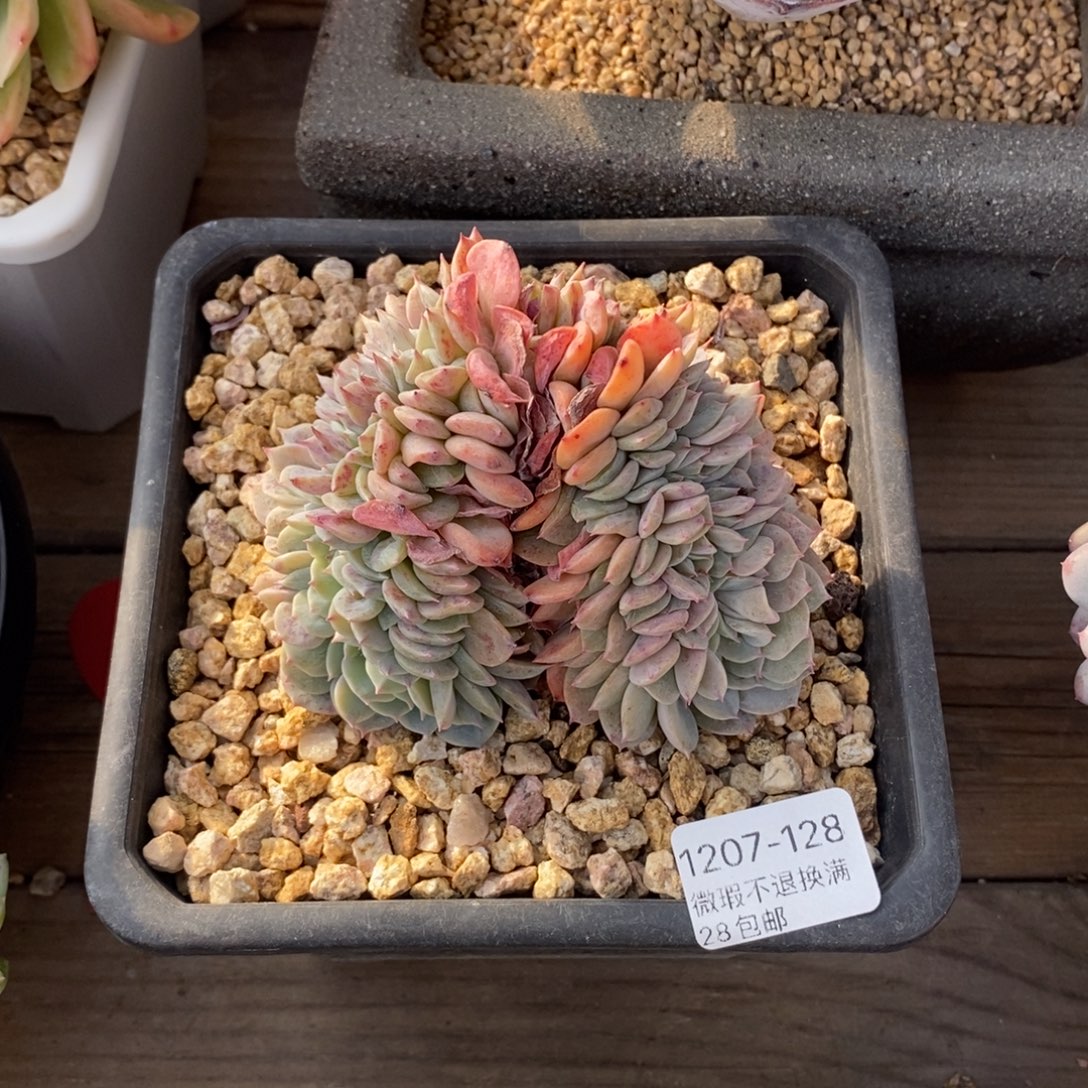浅***茗128号多肉群小可爱