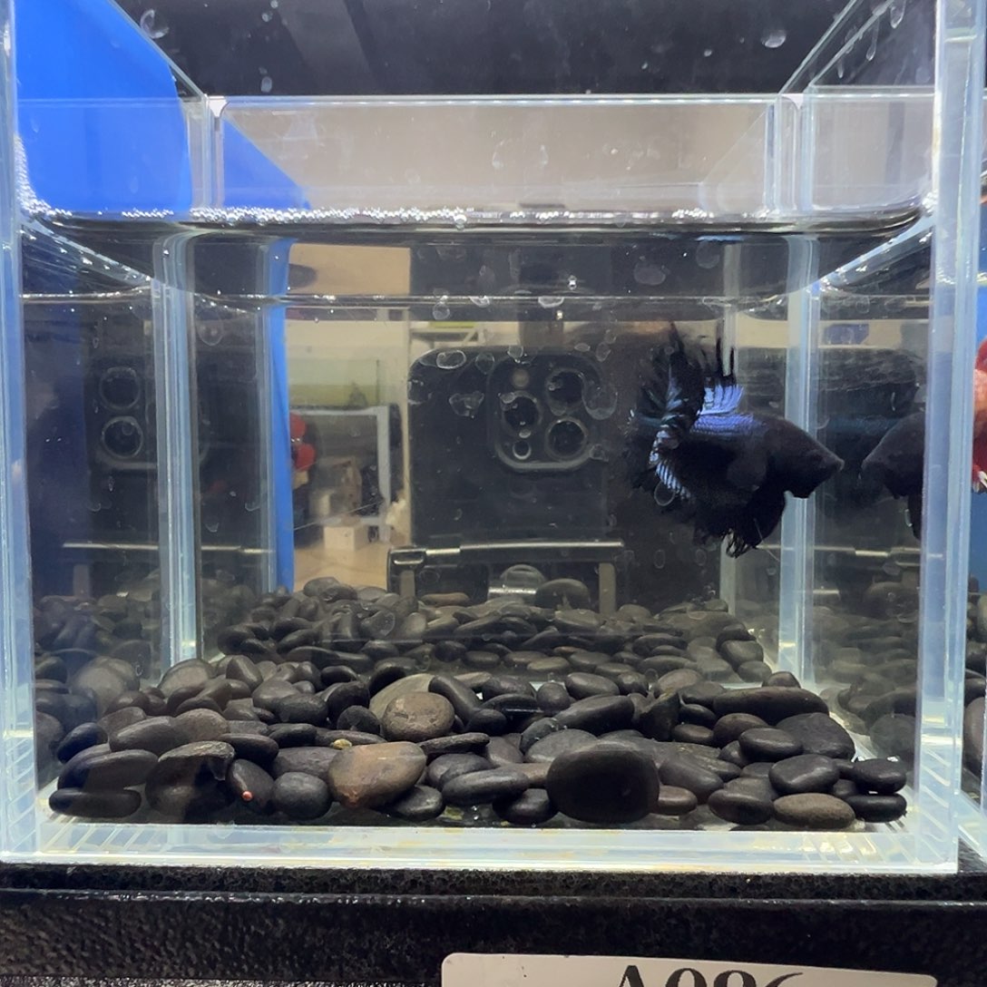 斗鱼阿浩泰斗6日96号