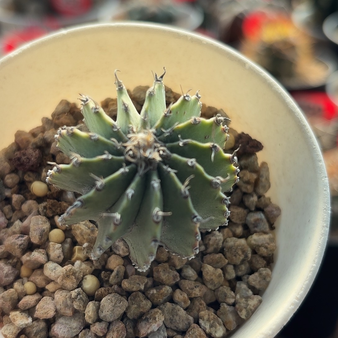 仙人球实生薄叶球