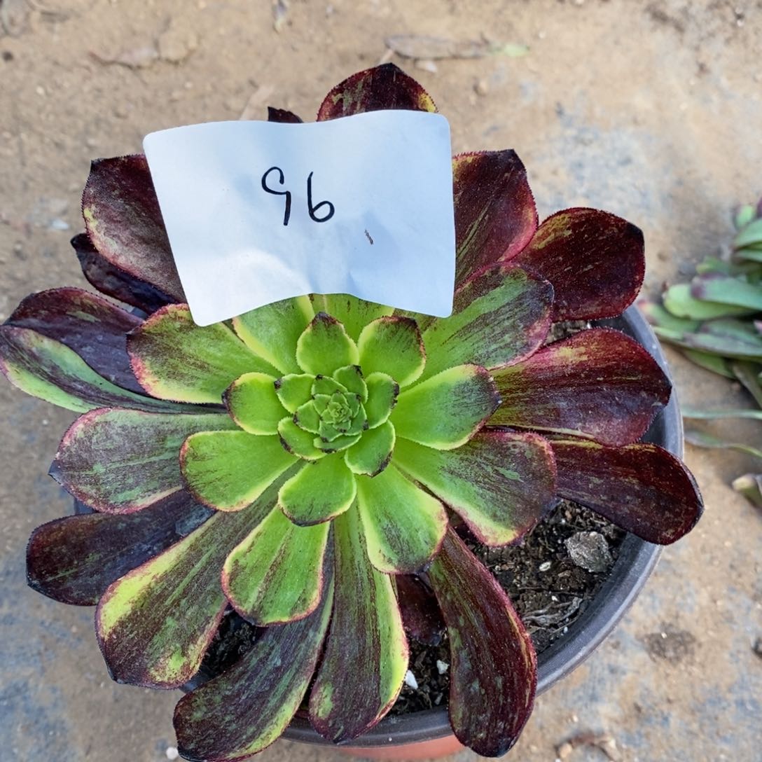 96莫兰迪多肉植物