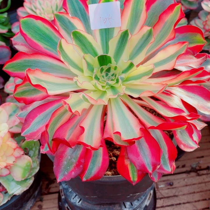 云南红魔女好看105号