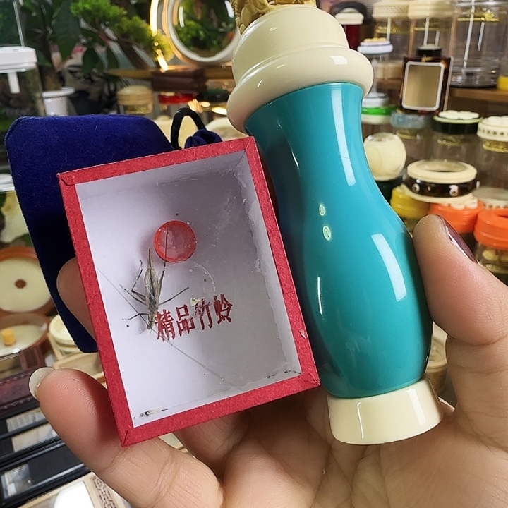 变色葫芦➕紫竹啊啊啊啊