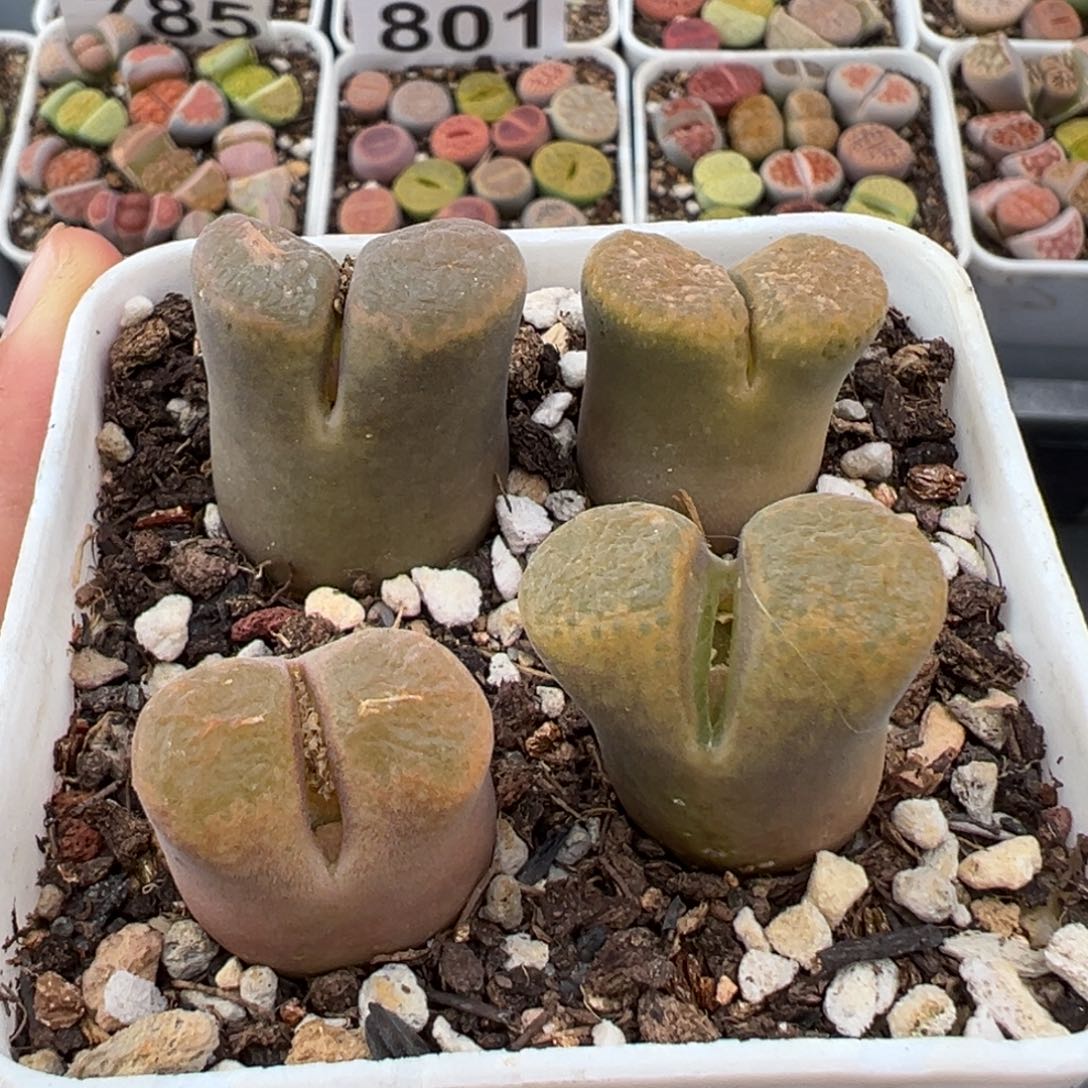 1.20好看的多肉846