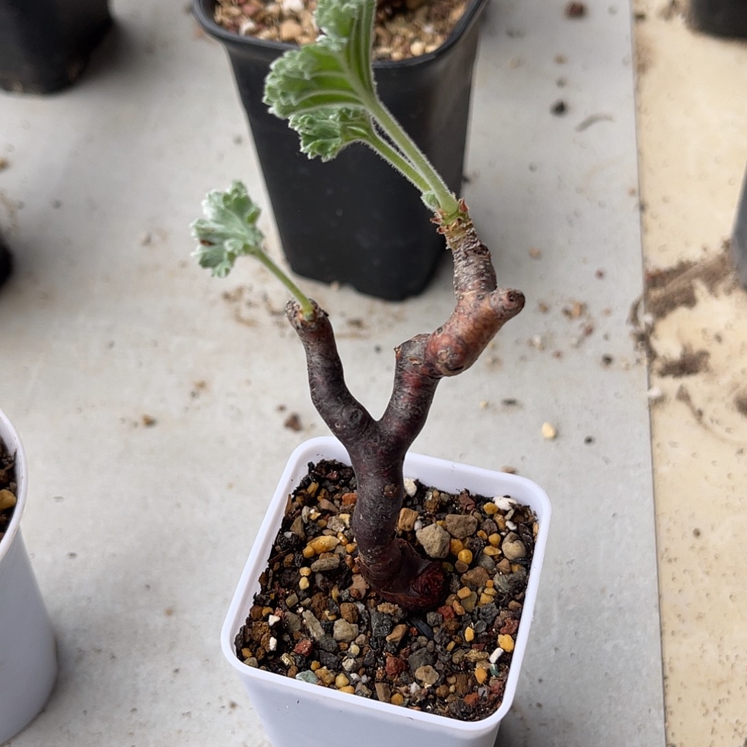 黑枝干洋葵一物一拍