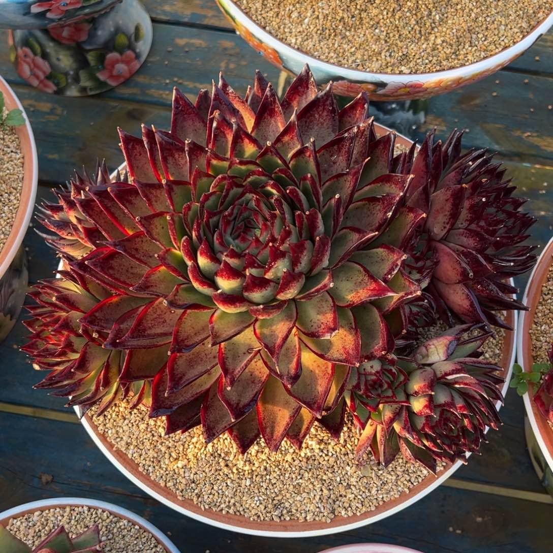 从前慢多肉精选编号0114.原始伊莲娜