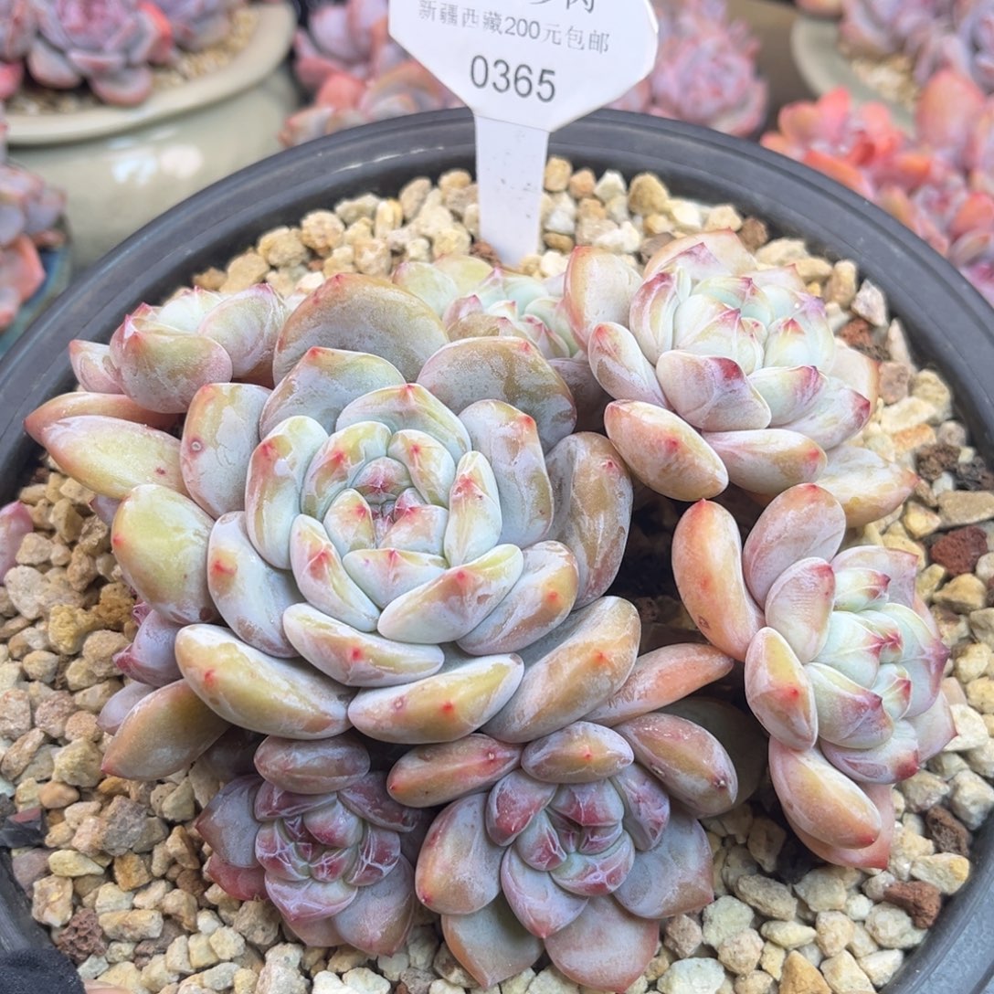 黄底紫心365/15cm8头