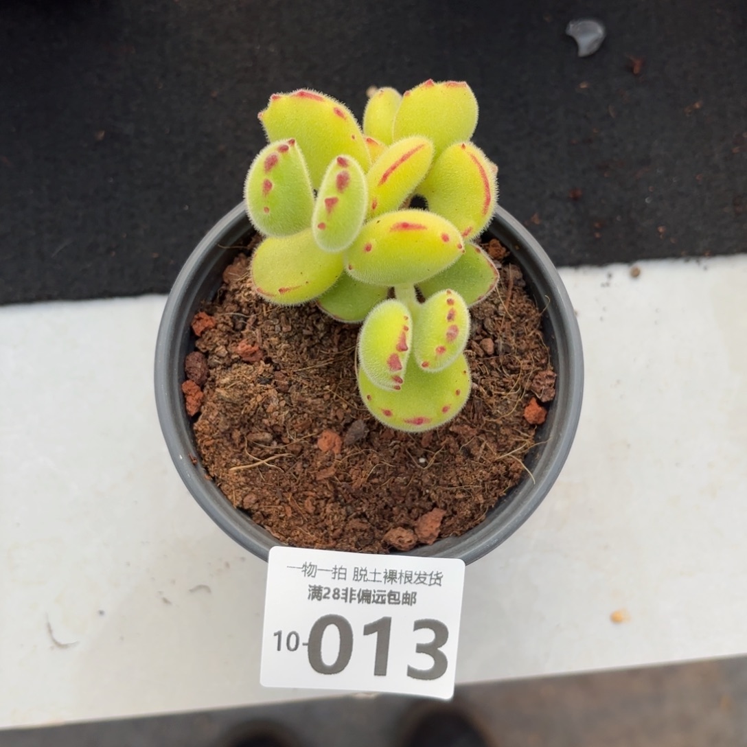 熊童子多肉多肉多肉