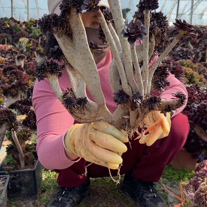 虎*179黑法师缀化老桩朵朵