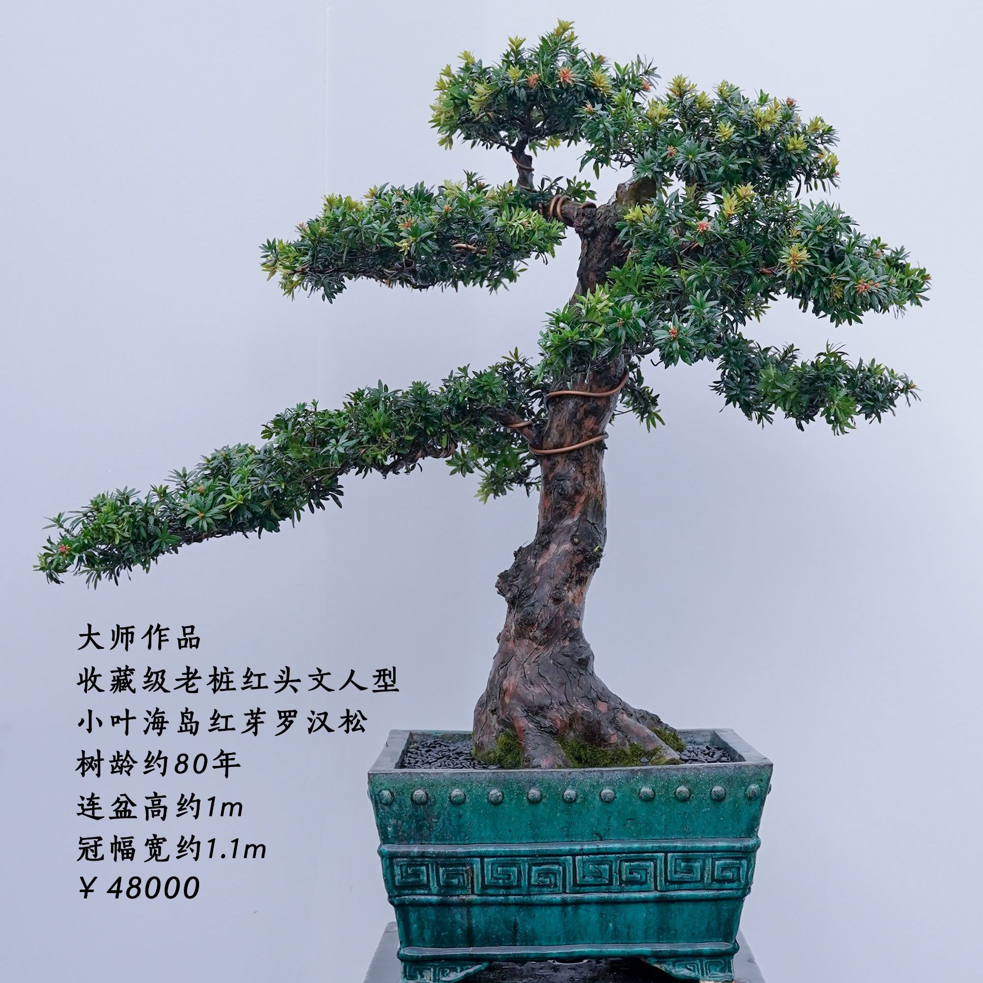 精品罗汉松盆景08