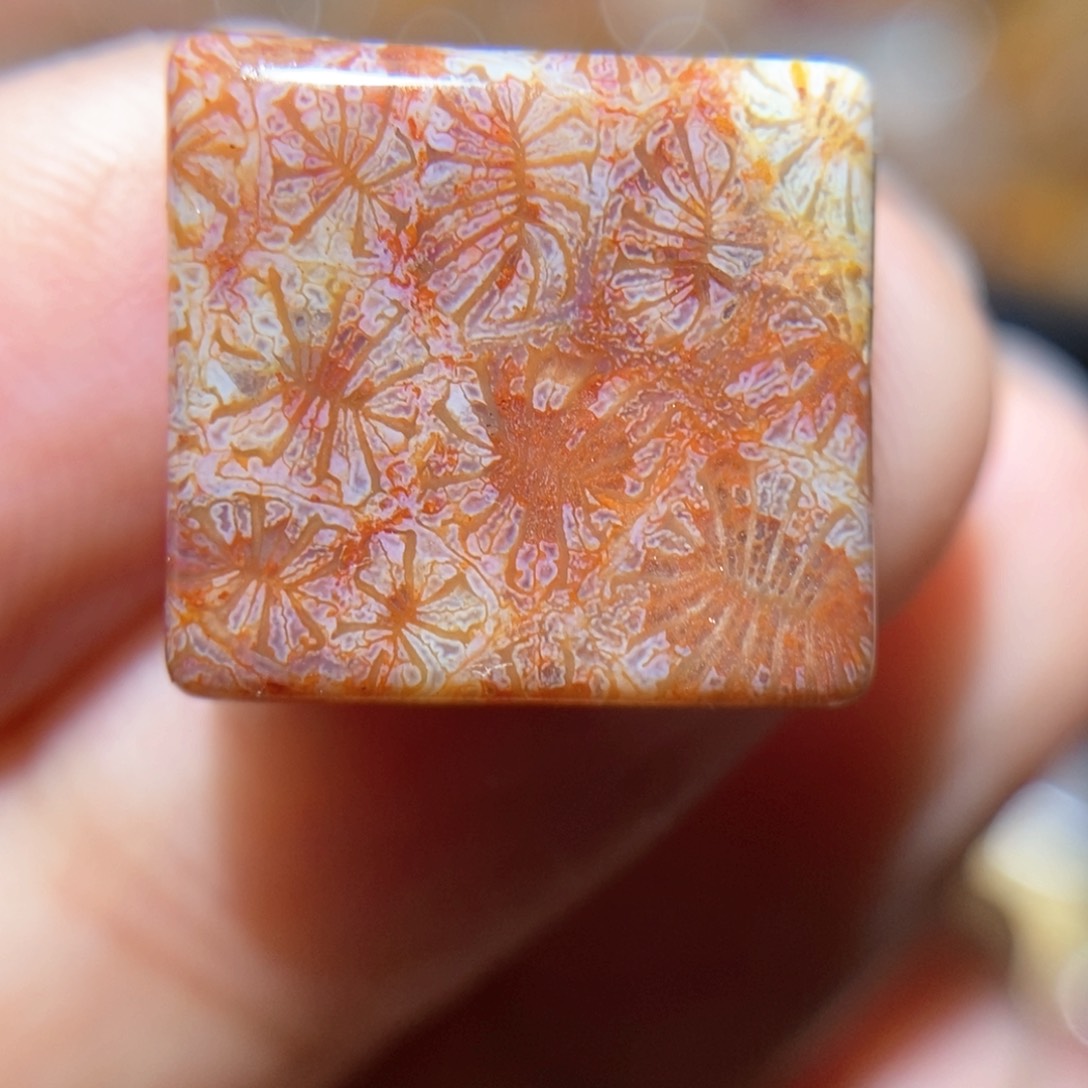 【闪购商品】硅化玉颈饰未镶嵌