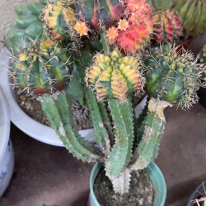 仙人球开花仙人球上