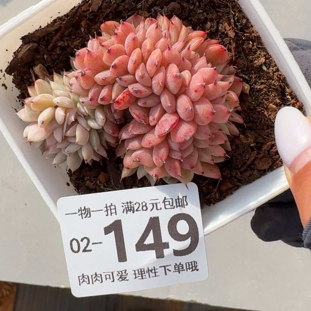 红精灵缀无盆土发货