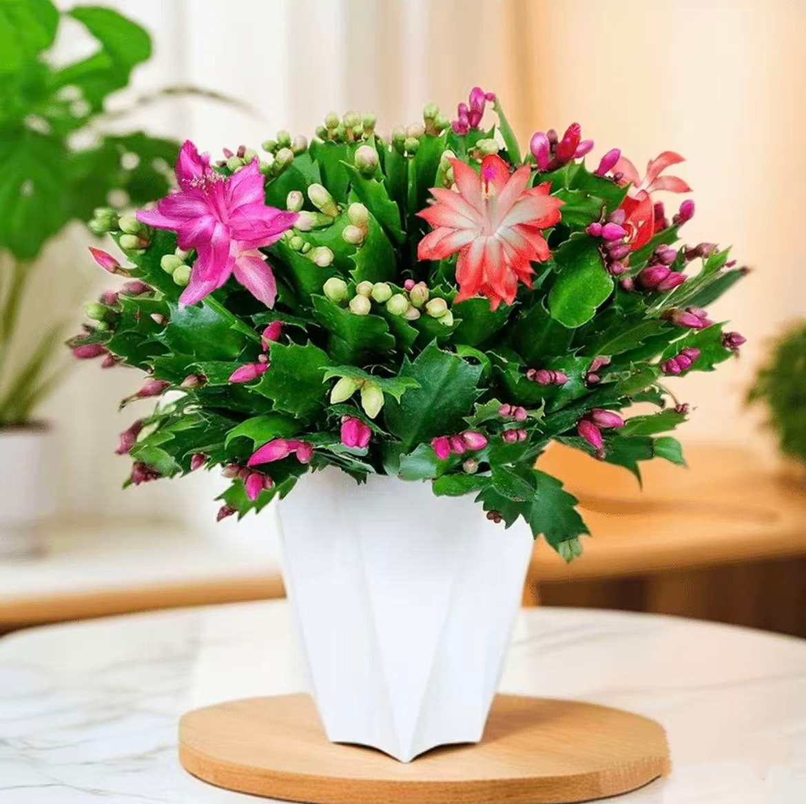 【带花苞】多色蟹爪兰花苗盆栽带花苞好养耐活四季开花