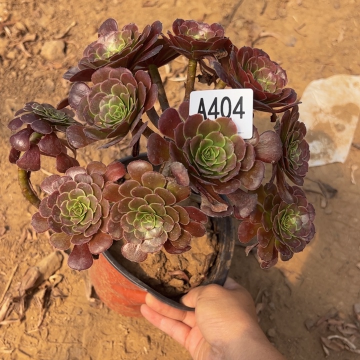 安娜多肉植物404.