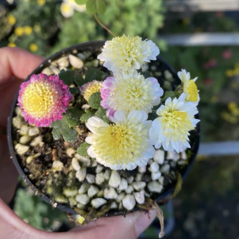 白峰菊 多年生木本菊花四季好养耐寒耐热阳台植物