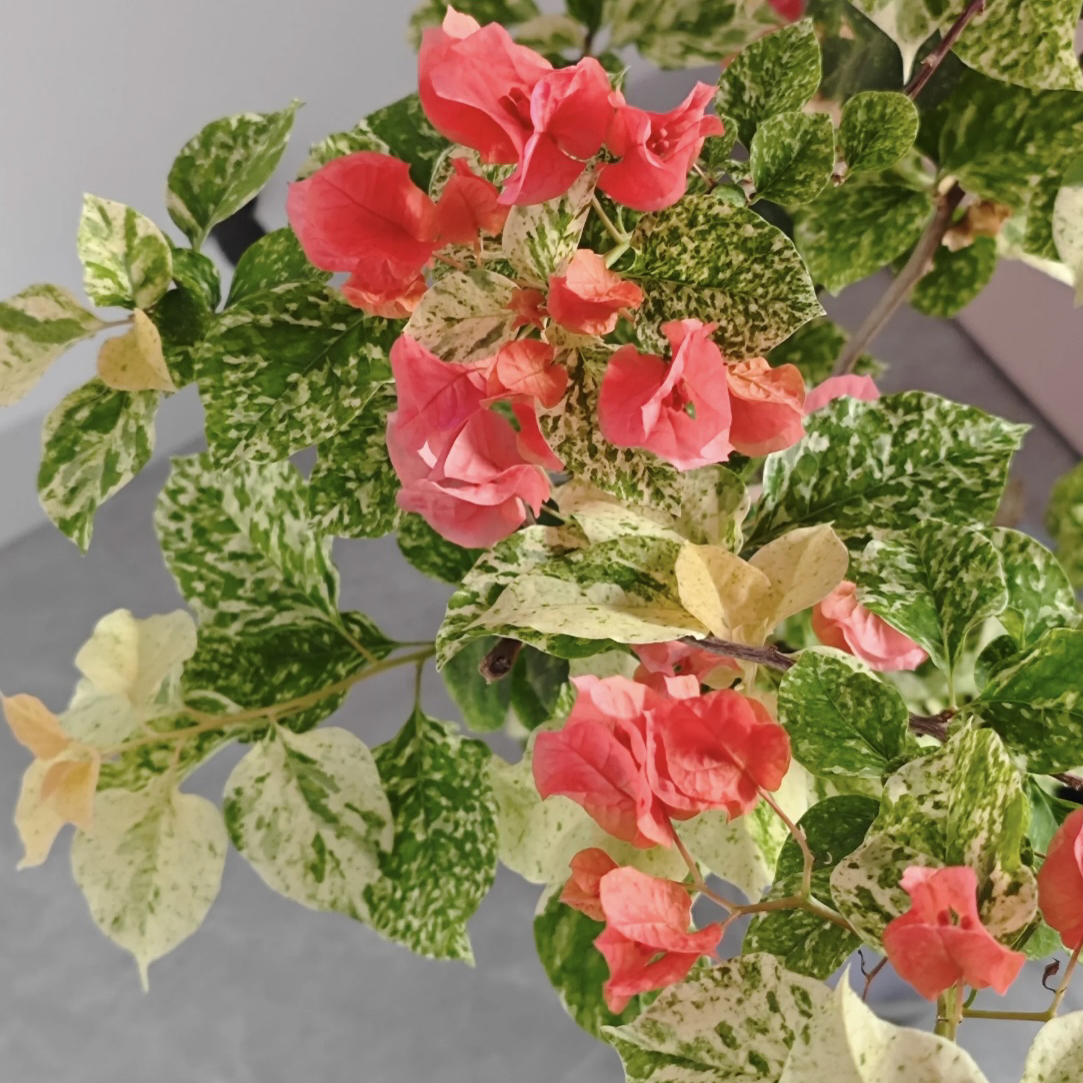 【虎斑爱马仕】四季开花（落花落叶不售后一个月内换盆不售后）哇塞3