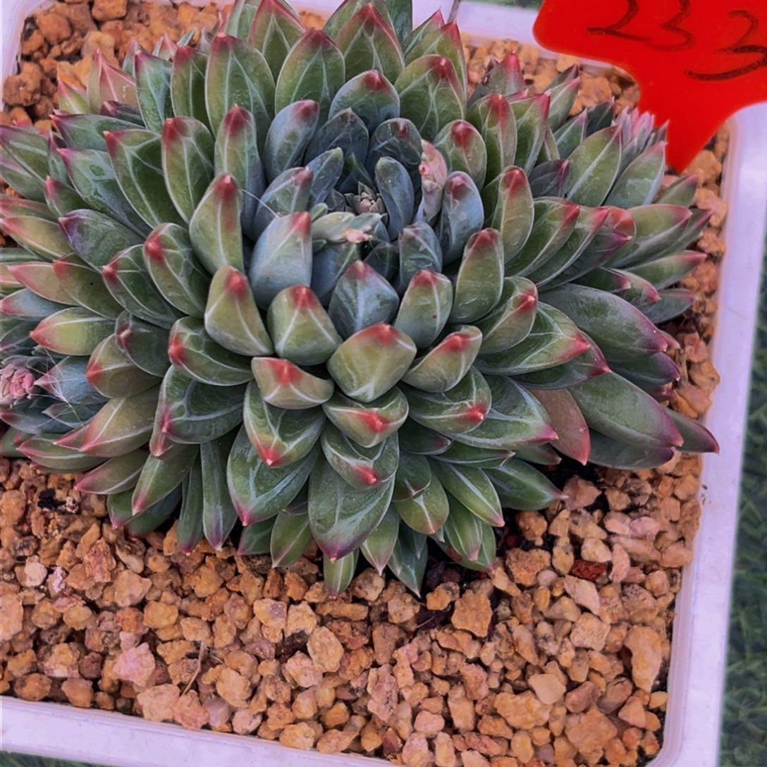 2335下午多肉植物群生